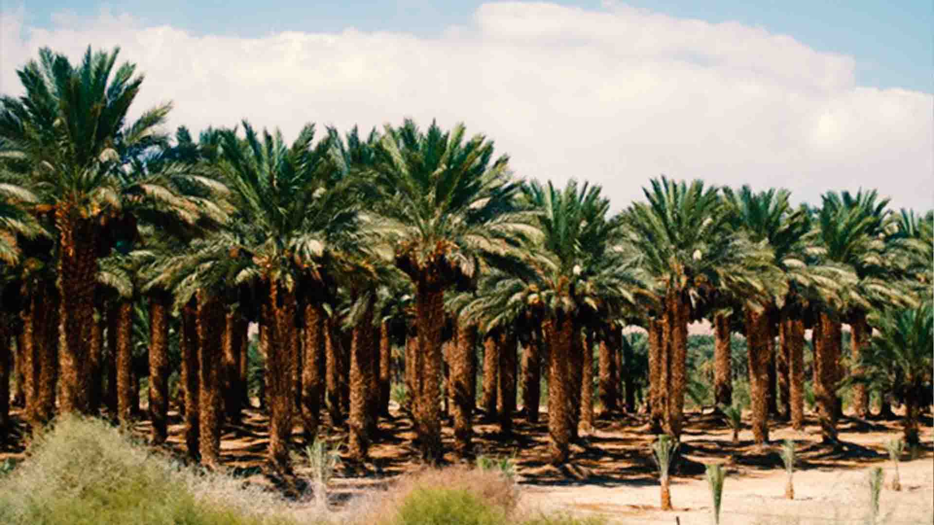 Garden Salman Farsi (RA)